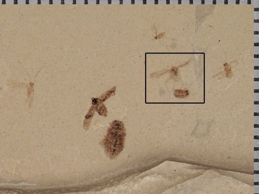 undet. Diptera