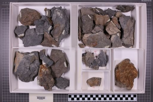 mixed taxa, stratigraphic collection