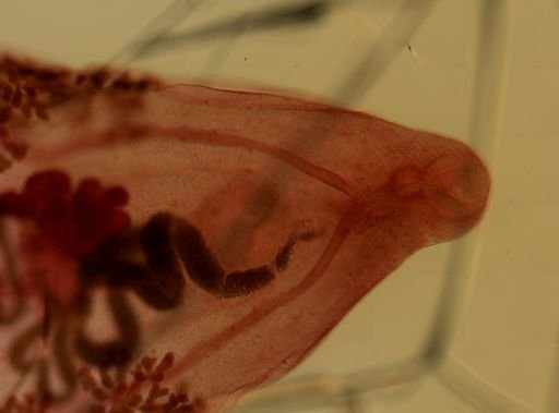 Prosthogonimus macrorchis