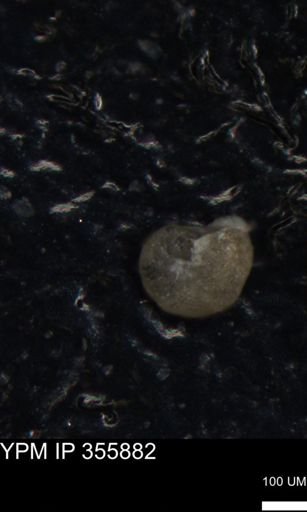 undet. Foraminiferida