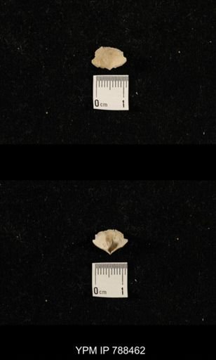 undet. Brachiopoda