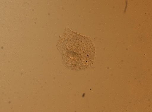 Lagisca floccosa