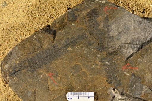 Pecopteris sp.