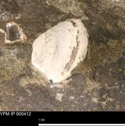 undet. Bivalvia