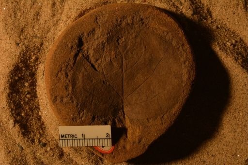Populus elegans