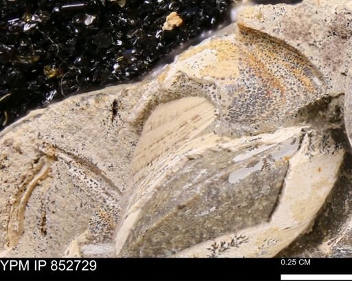 Limopsis striatopunctatus