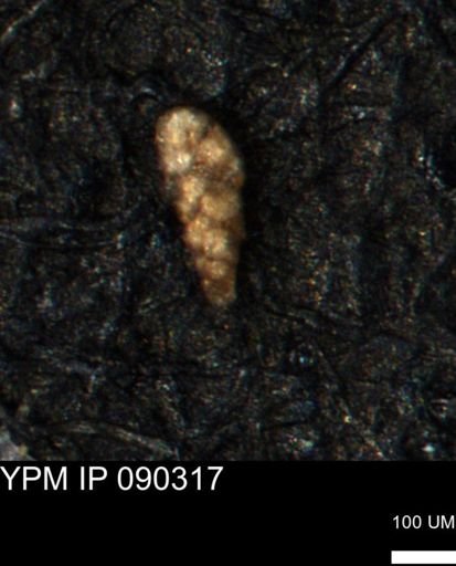 Verneuilina canadensis
