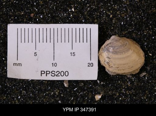 Limopsis striatopunctatus