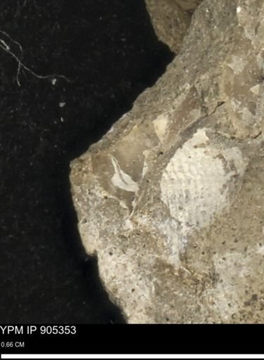 undet. Mollusca