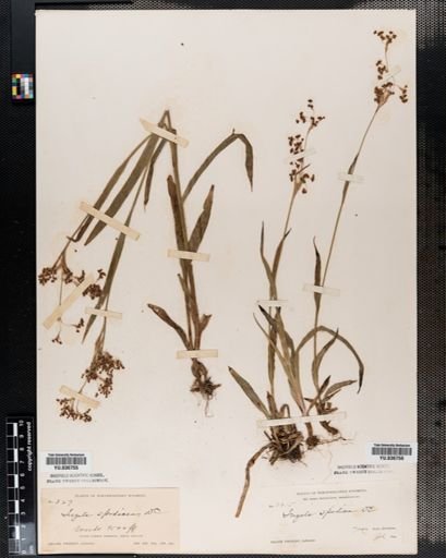 Luzula parviflora