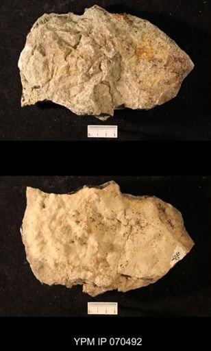 Favosites louisvillensis