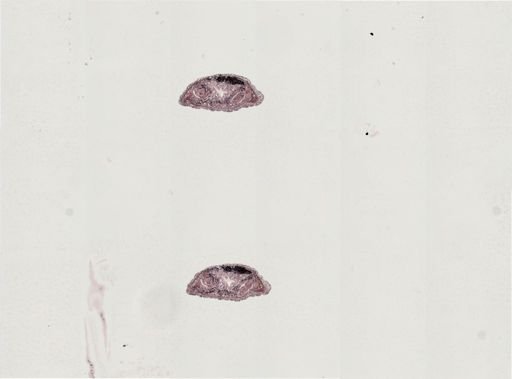 Plagiostomum stellatum