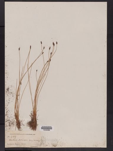 Eleocharis