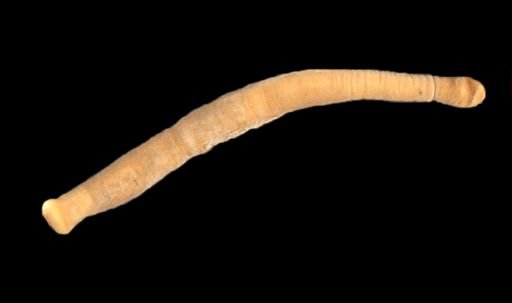 Chaetoderma nitidulum