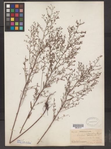 Lechea leggettii