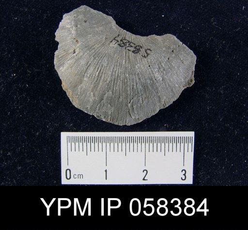 Strophonella lineolata