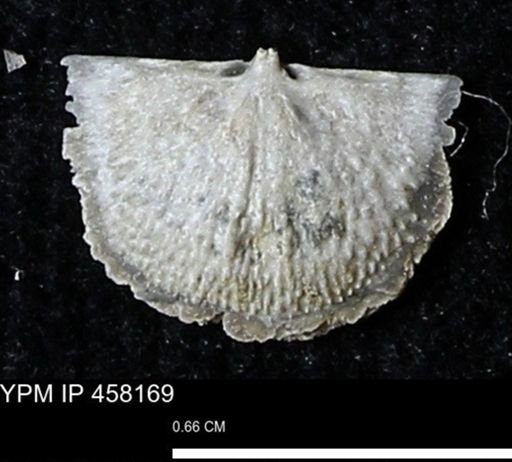 Chonetes mucronatus