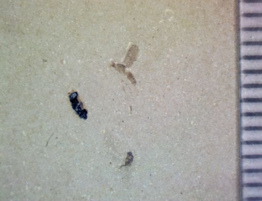 Diptera?
