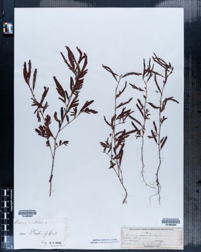Cassia nictitans