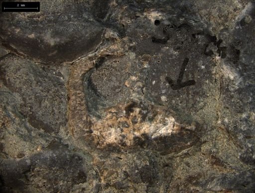 Aplocoma damesii