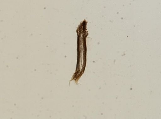 Bithynia tentaculata