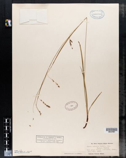 Carex debilis