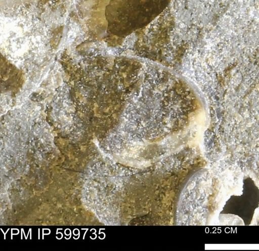 Protocardia subquadrata