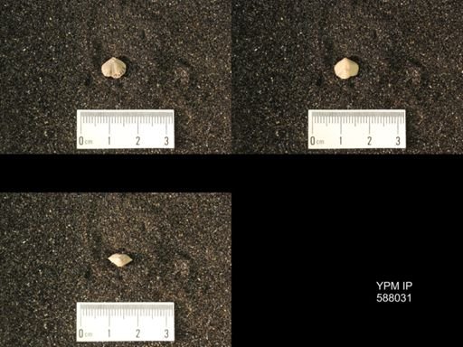 Zygospira modesta