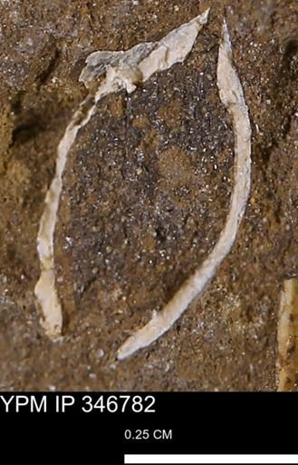 Limopsis striatopunctatus