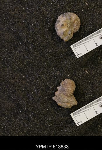 Neogastroplites sp.