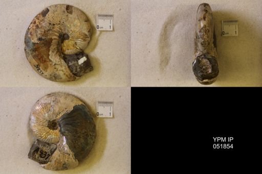 Hoploscaphites nicolletii