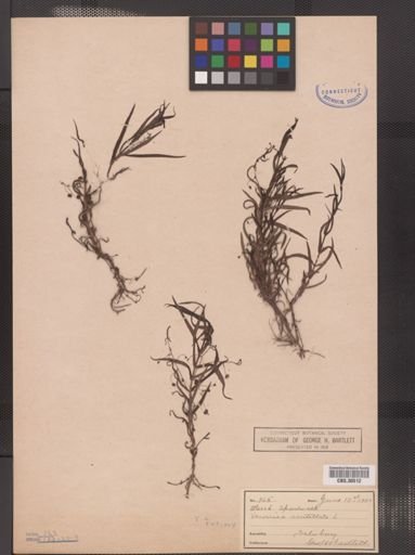 Veronica scutellata