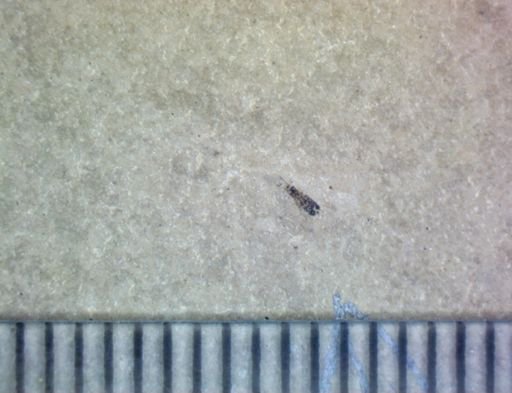 undet. Coleoptera