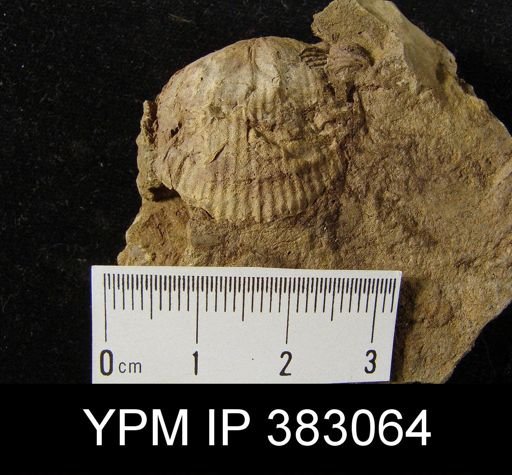 Plethorhyncha?