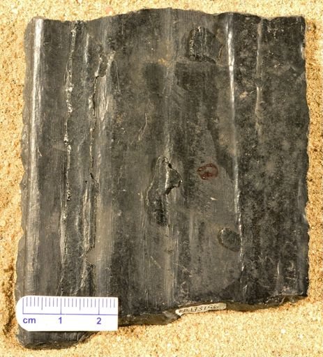 Sigillaria sp.