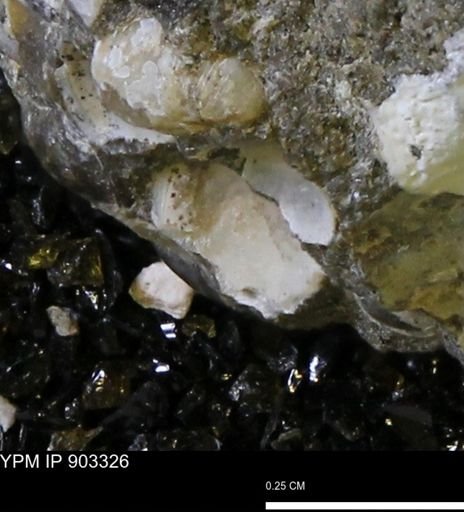 Corbulamella sp.
