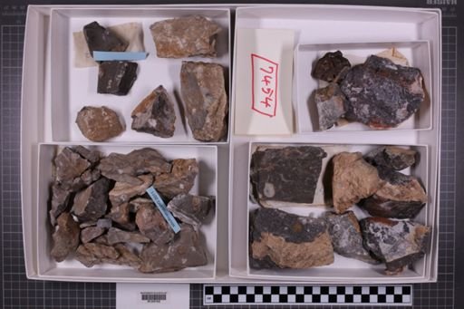 mixed taxa, stratigraphic collection