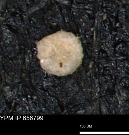 undet. Foraminiferida
