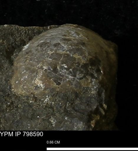 undet. Mollusca