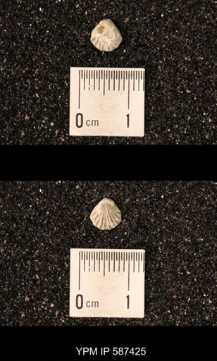 Camarotoechia whitei