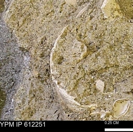 undet. Bivalvia