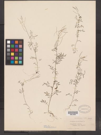 Cardamine parviflora