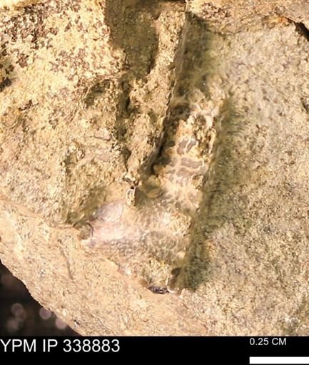 Sphenodiscus sp.