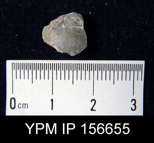 Brachyprion leda
