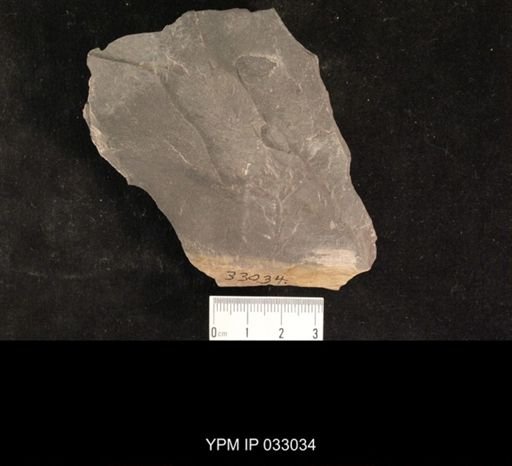 Mormolucoides articulatus