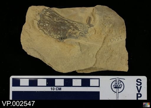 Pteranodon