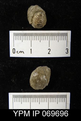 Catazyga anticostiensis