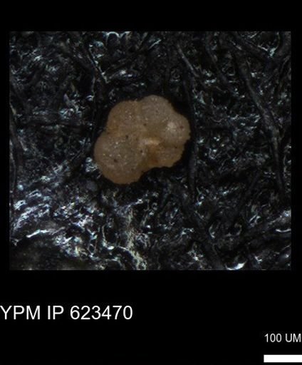 undet. Globigerinina
