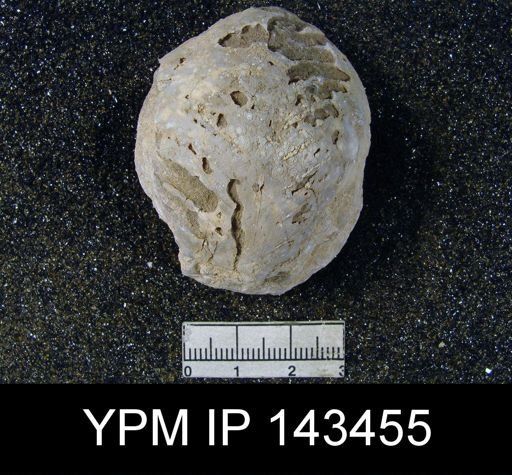 Oldhamina decipiens
