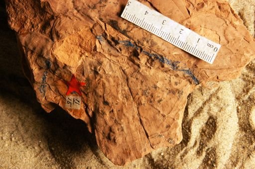 Monocotyledonae